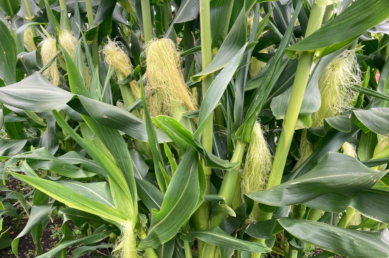 How to Grow Sweetcorn from Seed.